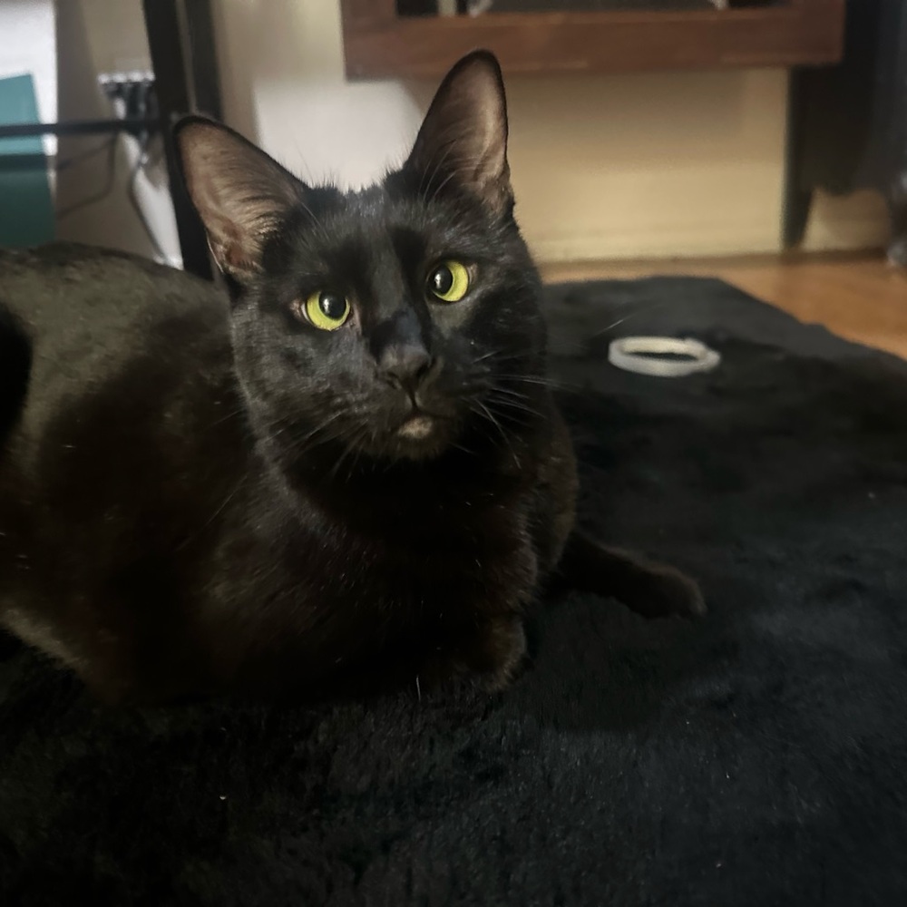 Charming Black Cat Photo